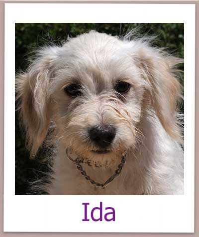 Ida Tierschutz Zypern Hund prof