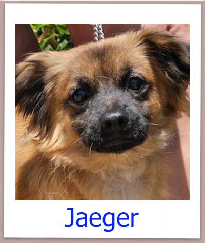 Jaeger Tierschutz Zypern Hund prof