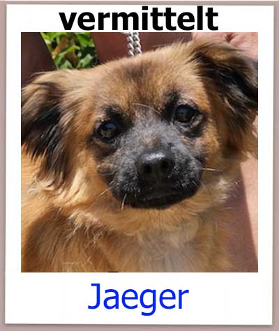 Jaeger Tierschutz Zypern Hund vermittelt