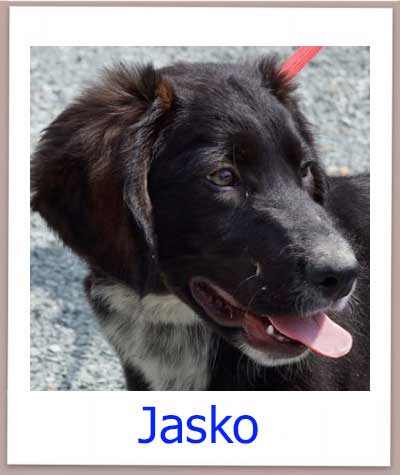 Jasko Tierschutz Zypern Hund prof