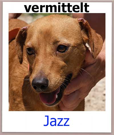 Jazz Tierschutz Zypern Hund vermittelt