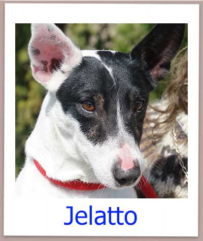Jelatto Tierschutz Zypern Hund prof