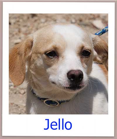 Jello Tierschutz Zypern Hund prof