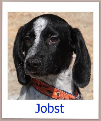 Jobst Tierschutz Zypern Hund prof