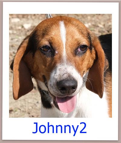 Johnny2 Tierschutz Zypern Hund prof