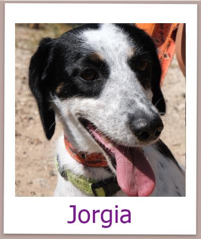 Jorgia Tierschutz Zypern Hund prof