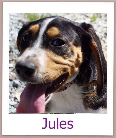 Jules Tierschutz Zypern Hund prof