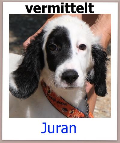 Mischling aus dem Tierheim Zypern sucht ein Zuhause.