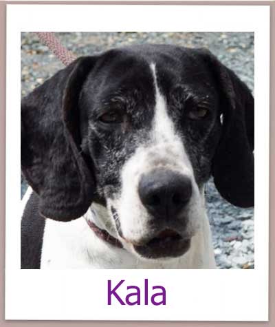 Kala Tierschutz Zypern Hund prof
