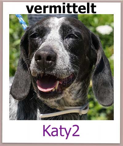 Katy2 Tierschutz Zypern Hund vermittelt