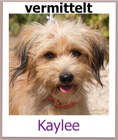 Kaylee Tierschutz Zypern Hund vermittelt
