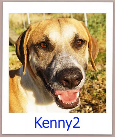 Kenny2 Tierschutz Zypern Hund prof 1