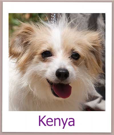 Kenya Tierschutz Zypern Hund prof