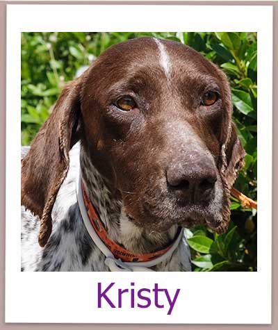 Kristy Tierschutz Zypern Hund prof