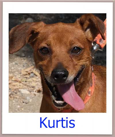 Kurtis Tierschutz Zypern Hund prof