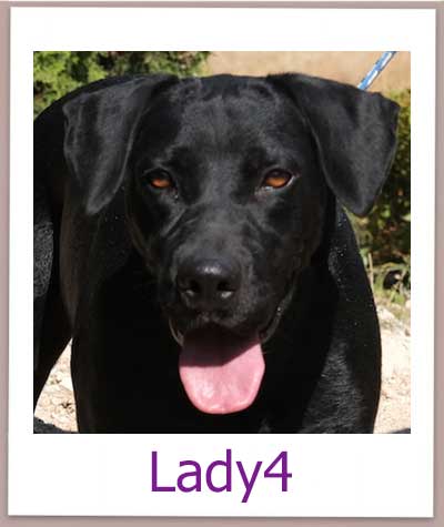 Lady4 Tierschutz Zypern Hund prof