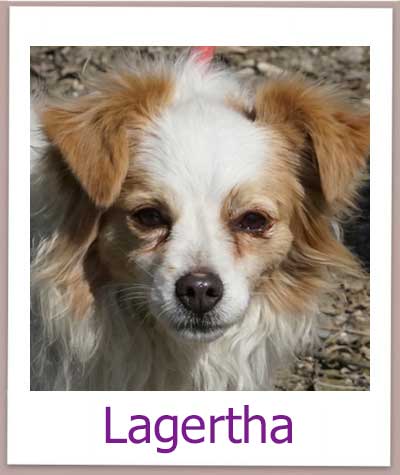 Lagertha Tierschutz Zypern Hund prof