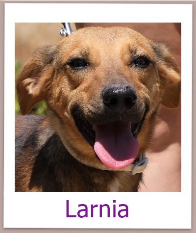 Larnia Tierschutz Zypern Hund prof