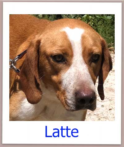 Latte Tierschutz Zypern Hund prof