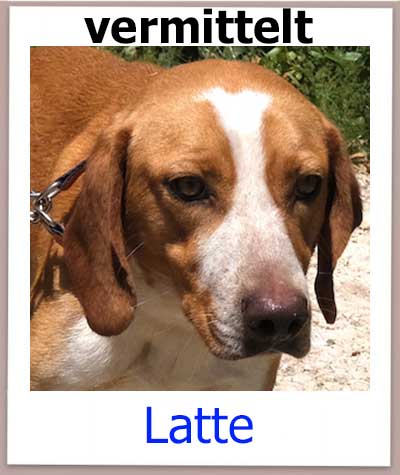 Latte Tierschutz Zypern Hund vermittelt