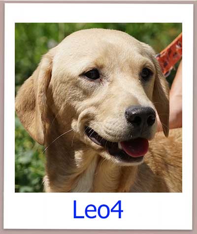 Leo4 Tierschutz Zypern Hund prof
