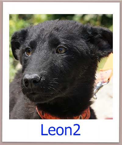 Leon2 Tierschutz Zypern Hund prof
