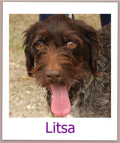 Litsa Tierschutz Zypern Hund prof