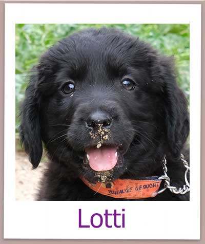 Lotti Tierschutz Zypern Hund prof