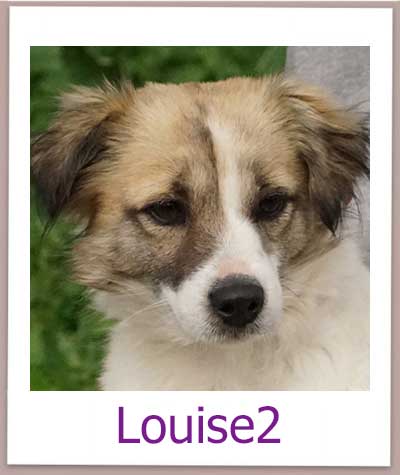 Louise2 Tierschutz Zypern Hund prof