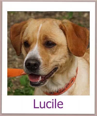 Lucile Tierschutz Zypern Hund prof