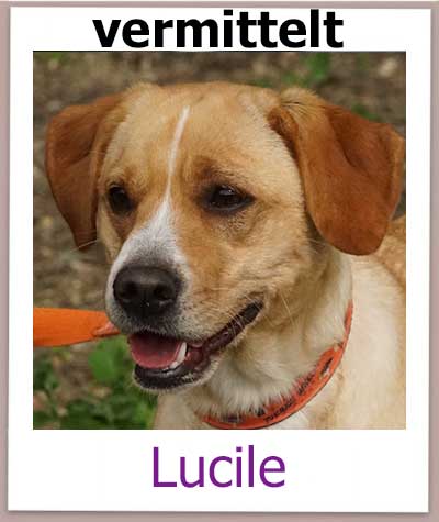 Lucile Tierschutz Zypern Hund vermittelt