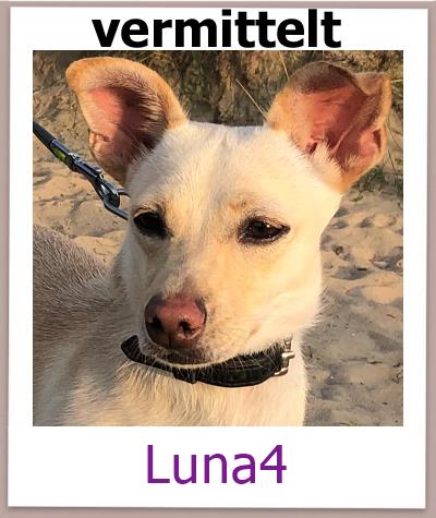 Luna4 Tierschutz Zypern Hund vermittelt 2