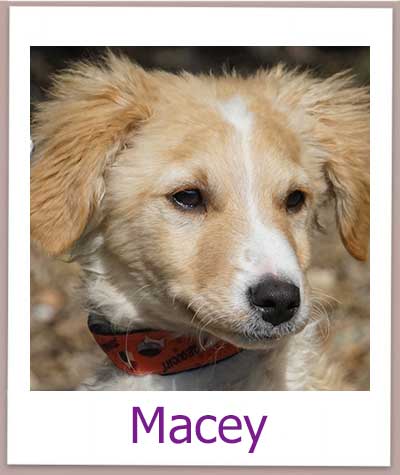Macey Tierschutz Zypern Hund prof