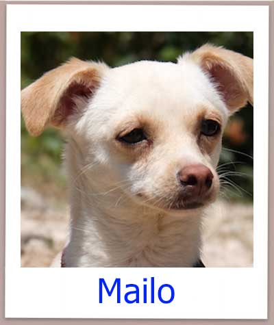 Mailo Tierschutz Zypern Hund prof