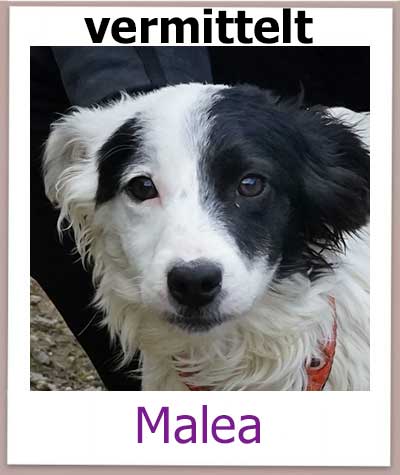Malea Tierschutz Zypern Hund vermittelt
