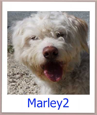 Marley2 Tierschutz Zypern Hund prof