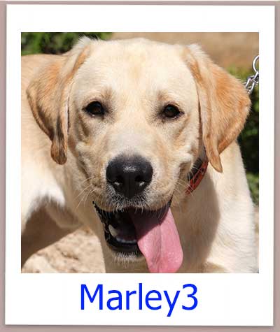 Marley3 Tierschutz Zypern Hund prof