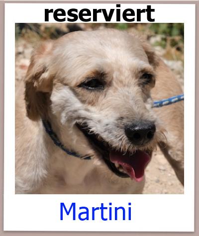Martini Tierschutz Zypern Hund res