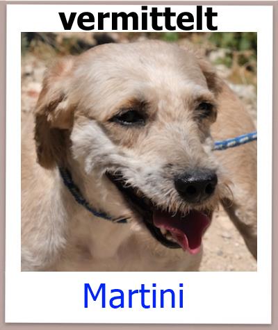Martini Tierschutz Zypern Hund vermittelt