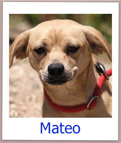 Mateo Tierschutz Zypern Hund prof