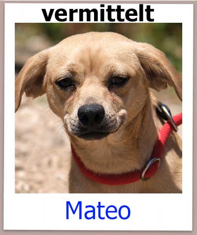 Mateo Tierschutz Zypern Hund vermittelt