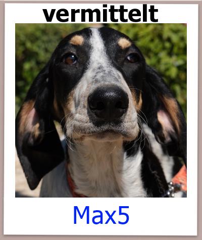 Max5 Tierschutz Zypern Hund vermittelt