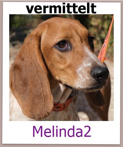 Mischling aus dem Tierheim Zypern sucht ein Zuhause.