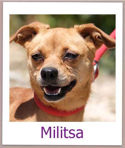 Militsa Tierschutz Zypern Hund prof