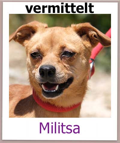 Mischling aus dem Tierheim Zypern hat ein Zuhause.