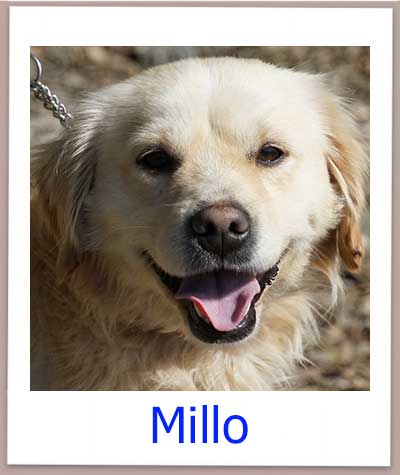 Millo Tierschutz Zypern Hund prof