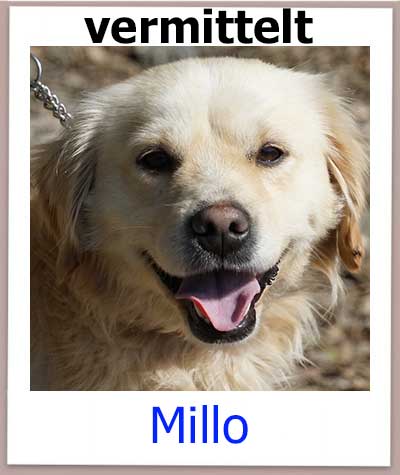 Mischling aus dem Tierheim Zypern hat ein Zuhause.