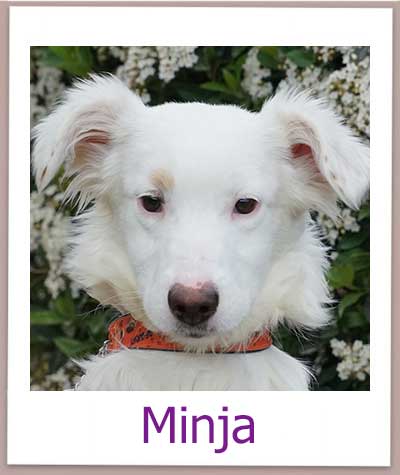 Minja Tierschutz Zypern Hund prof