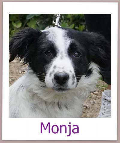 Monja Tierschutz Zypern Hund prof