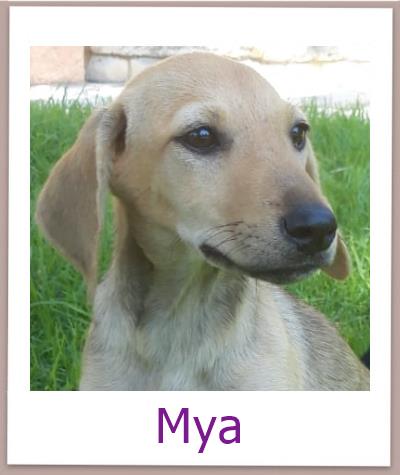 Mya Tierschutz Zypern Hund prof 1